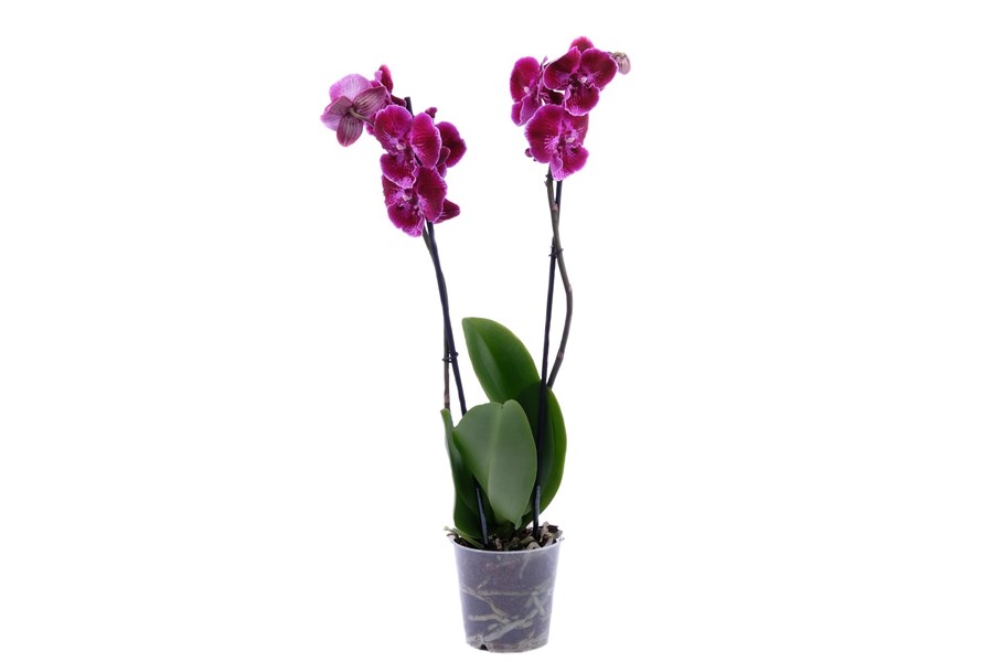 Орхидея в горшке Орхидея Фаленопсис бордовая с розовой каймой 2ст